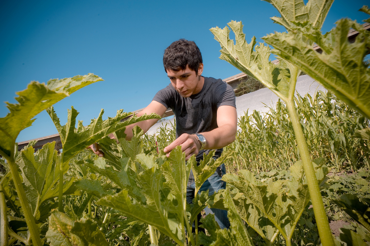 A person in a field of vegetation.